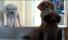 Prepare for your heart to melt by Maggie the guilty dog!