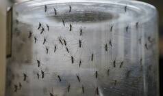 Centre forms technical group to monitor Zika virus situation