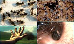 OMG! This 12-year-old girl has more than 1,000 giant ants inside her ear!