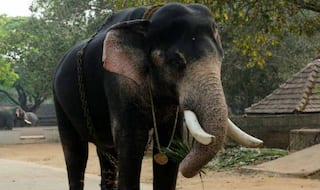 Wild tusker goes berserk in Siliguri town