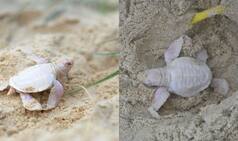 Meet Alby, Rare albino turtle found in Australia is new internet sensation! See Pictures