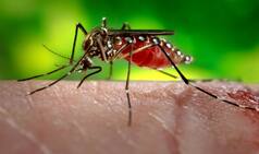 Clip-on device may help protect against Zika virus: study