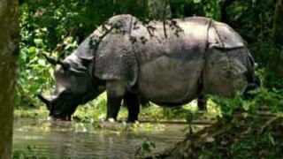 2 poachers killed in gunbattle with security forces in Kaziranga National Park