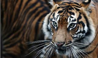 Man dies in Tiger attack
