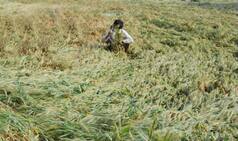 Maharashtra taskforce suggests formula to end farmers' suicides