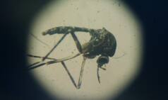 Zika virus tenacious; fight against it a long journey: WHO chief Margaret Chan