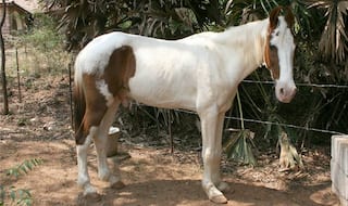 Police horse injured during BJP's protest march in Doon