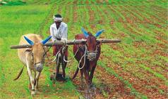 Government should repay bank loans of farmers in drought hit areas: Assocham