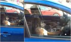 Honk! This dog kept blasting the car horn sitting at the wheel