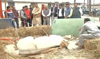 PETA calls for highest punishment for Shaktimaan's attackers