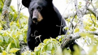 Louisiana black bear is removed from Endangered Species List: US Officials