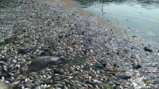 Bengaluru: Thousands of dead fish wash ashore on highly polluted Ulsoor Lake! (Watch video)