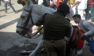 Injured police horse Shaktimaan recovering: Doctor