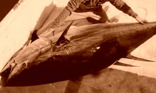 US expands tougher 'dolphin-safe' rules around the world