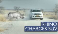 Angry Rhino rams into SUV with tourists trapped inside! Watch video