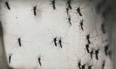 Research finds Zika virus 'significantly changed' since 1947