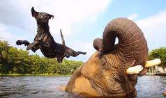 दुनियां के सबसे खतरनाक जानवर है यहां पर हैं बेस्ट फ्रेंड