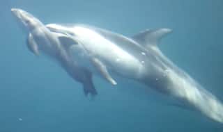 Professor RK Sinha, Saviour of the Gangetic River Dolphin