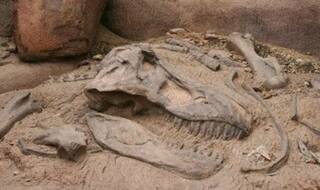 From tiny to titan: Baby dinosaur fossils reveal megagrowth