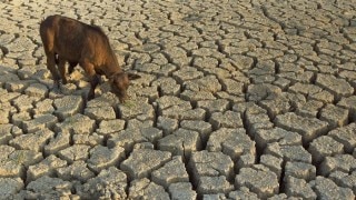 Maharashtra drought crisis: Section 144 imposed in Kukadi canal area in Ahmednagar