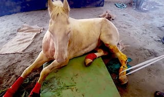 Shaktimaan, the horse which was attacked during BJP protest in Dehradun, passes away