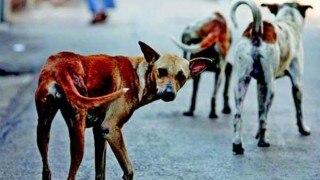 Rising incidents of dog bite: Supreme Court appoints committee to be headed by Justice Sirijagan in Kerala