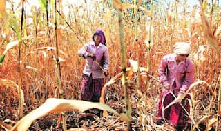 Osmanabad: Help proposals in 76 farmer suicide cases rejected