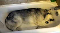This dog refusing to leave the bathtub is the laziest dog in the world!
