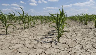 बिहार से रूठा मानसून, अब तक 48 फीसदी कम हुई बारिश, 35 जिले सूखे की चपेट में