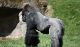 US: Ohio zoo kills gorilla to protect small child in enclosure