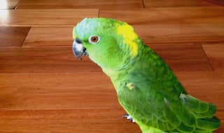 This parrot laughed out loud when the owners were not around (Watch Video)