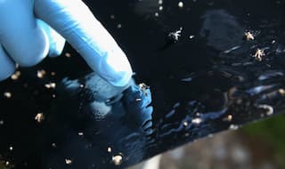 Brazil sees 'flower power' as weapon against Zika-carrying mosquito