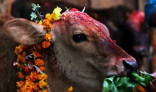 With NIPR policy, is Narendra Modi government moving towards patenting 'cow urine'?