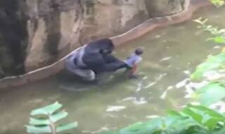 Cops investigate boy's entry into exhibit, gorilla's killing