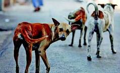 China city holds dog-meat eating festival despite protests