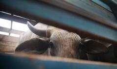 Cow skinned by Dalits in Una was killed by lions, says Gujarat CID