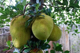 Jackfruit Declared as Official State Fruit of Kerala