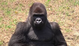 Mexican zoo shocked after beloved gorilla dies