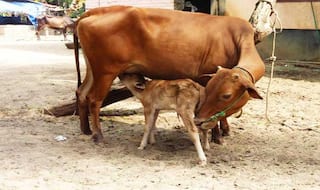 Hindu Yuva Vahini member's car 'runs over' calf, drags it for 20 metres: Reports