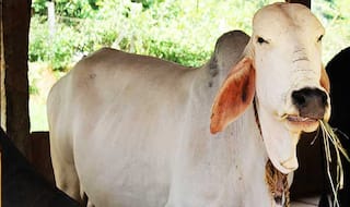 Haryana government for police verification of 'Gau Raksha Dals'