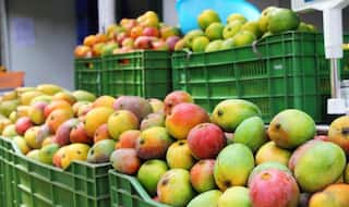 Indian Railways Ties-up With Self-Help group, to Sell Alphonso Mangoes in The Trains