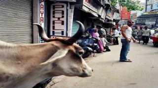After beef policing, Gau Seva Ayog wants 'Cow University' in Haryana