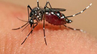 West Bengal dengue toll shoots up to 23