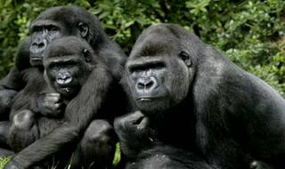 Four out of six great apes near extinction: report