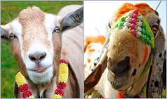 Eid al-Adha 2019: History, Date, Significance And Celebrations of Muslim's festival of Bakra Eid