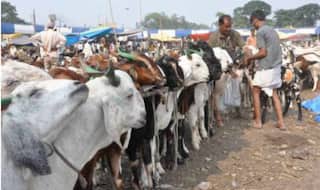 ईद के दौरान बिक रहे हैं दबंग, सलमान और चुलबुल पांडे नाम से बकरे