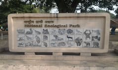 Delhi Zoo Scare: Man Jumps Inside Lion's Enclosure, Officials Tranquilise it to Save Him | Watch
