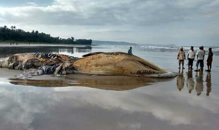 42-feet dead Bryde's whale washes ashore at Ratnagiri's Guhagar beach ...