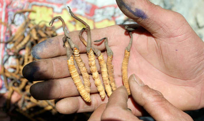 The Worlds Most Expensive Medical Fungus Yarsagumba - विश्व ...