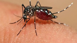 पश्चिमी UP में एक और महामारी? डेंगू और बुखार से मौत का सिलसिला जारी, 67 लोगों की हुई मौत